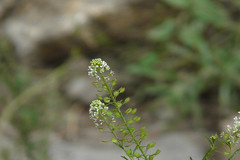 Lepidium sativum